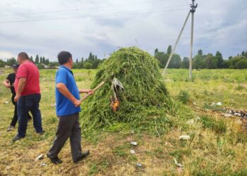 Өлкө боюнча 94 тонна кара куурай жок кылынды (сүрөт)