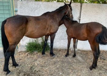 «Унаада бээ менен кулун болгон». Чүйдө мал уурулукка шектүүлөр кармалды