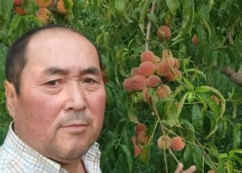 Баткенге бара жаткан жол боюн гүлзарга айланткан багбан: «Бош жер көрсөм, гүл тикмей адатым бар»