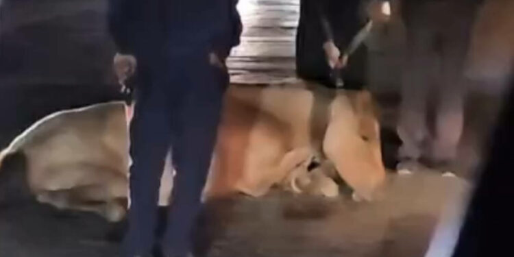 Бишкек-Ош жолунда жеңил унаа жылкыны сүзгөн видео тарады