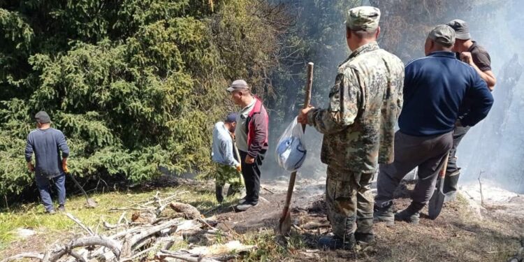 Ысык-Көлдөгү токойдо чыккан өрттү 60тан ашык адам өчүрдү