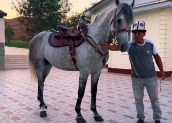 «Жээнимдин сөзүнө калбайын дедим». Садыр Жапаров аны сындаган казак акынына жооп берди