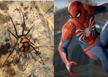 Боливияда 8 жашар бала Жөргөмүш адамга окшошуу үчүн жөргөмүшкө чактырып, ооруканага түштү