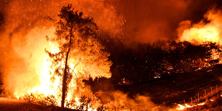 Түркиядагы токой өртүнүн кесепетинен 200 миңдей адам эвакуацияланат (видео)