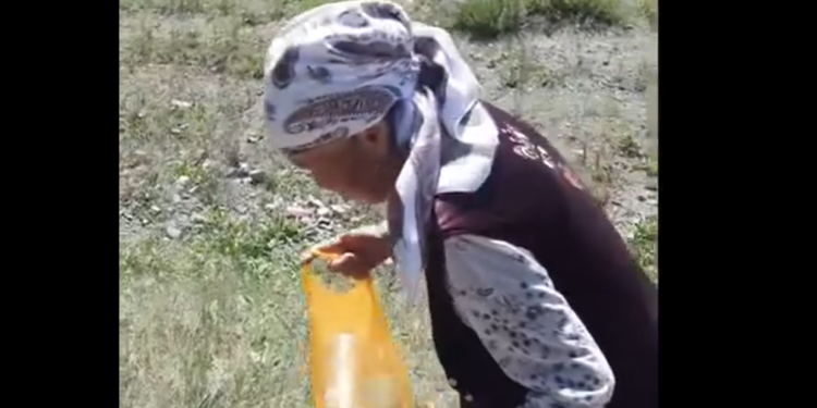 Бишкек-Ош жолунда таштанды терген апанын видеосу тарады