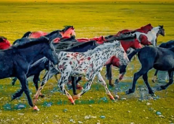 Саякатчы-блогер Соң-Көлдөгү аппалуза атынын видеосу менен бөлүштү