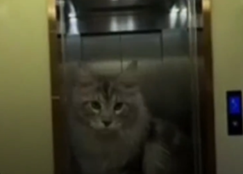 Кытайда үй-бүлө мышыктар үчүн чыныгы үй жасап беришкен (видео)