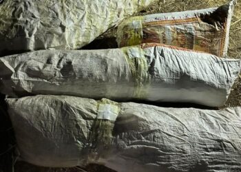 Токтогулда талаада мүшөктөп баңгизат чогултуп жаткандар кармалды