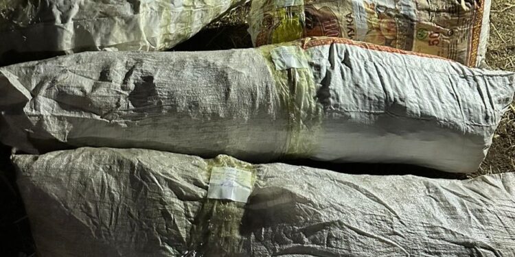 Токтогулда талаада мүшөктөп баңгизат чогултуп жаткандар кармалды