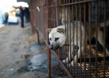 Түштүк Кореяда иттин этине тыюу салынганы жатат