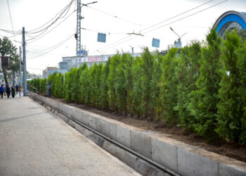 Бишкектеги «Ош базарынын» айланасы жашылдандырылып жатат (сүрөт)