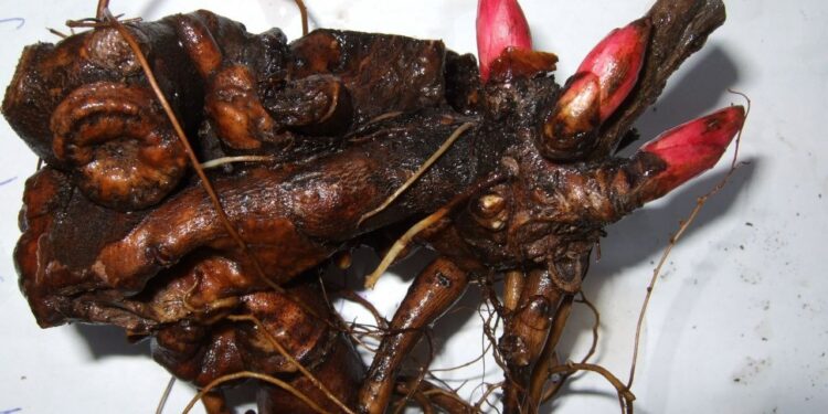 Чек арачылар өтө баалуу тамырды алып өтүп бара жаткан жаранды кармашты