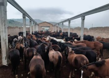 Кыргыз-казак чек арасында 300 жылкы жана 95 бодо мал жайылып жүргөн. Ээлери айып пул төлөштү