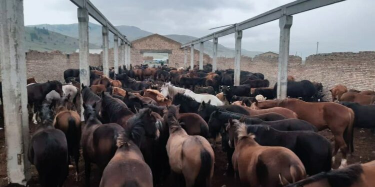 Кыргыз-казак чек арасында 300 жылкы жана 95 бодо мал жайылып жүргөн. Ээлери айып пул төлөштү