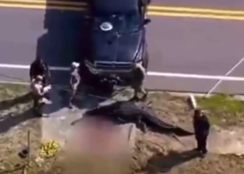 АКШда оозунда адамдын денеси бар аллигаторду өлтүрүштү (видео)