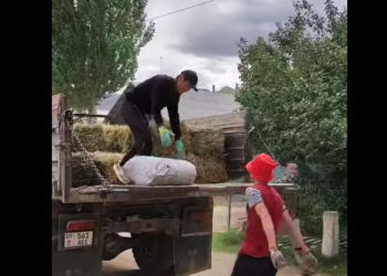 Жүрөк элжирейт. Тоңдо чөбү өрттөнгөн жаранга айылдаштары чөп жыйып беришти