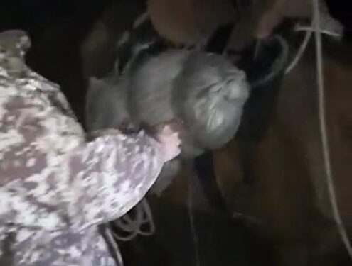 Токтогулда атына мүшөк артып бара жаткан жигит кармалды. Капта 10 килограмм баңгизат болгон