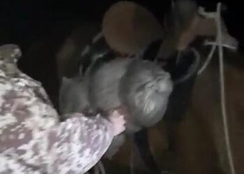 Токтогулда атына мүшөк артып бара жаткан жигит кармалды. Капта 10 килограмм баңгизат болгон