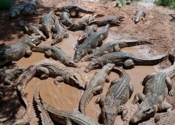 Кытайда селде фермадан чыгып кеткен 70тен ашуун крокодил изделип жатат