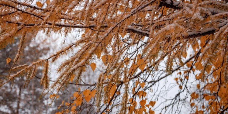 Ош, Баткен облустарында үшүк жүрүшү ыктымал