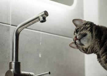 Эртең Бишкектин бир нече көчөсүндө суу өчүрүлөт