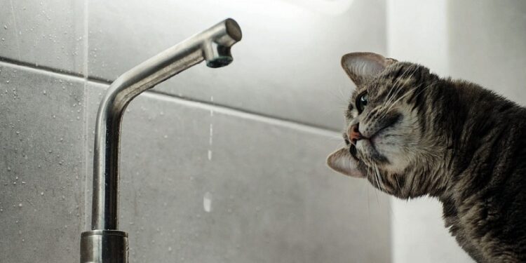 Эртең Бишкектин бир нече көчөсүндө суу өчүрүлөт