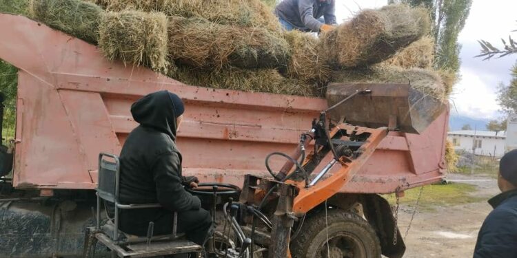 Элден айланса болот. Ат-Башыда 600 түк чөбү өрттөнгөн жаранга тургундар чөп чогултуп беришти (видео)