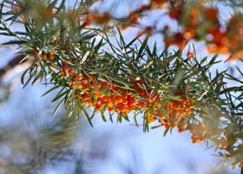 🍁Көргөн көз кубанат! Ысык-Көлдүн коңур күзү…