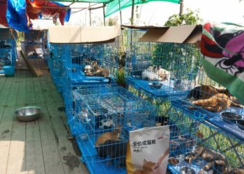 «Кой же чочконун эти деп сатышмак». Кытайда миңдеген мышык куткарылды