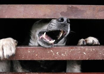 Ошто 12 жаштагы бала кутурмадан каза болду