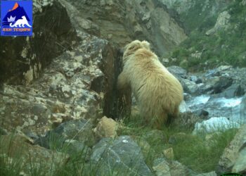 Ысык-Көлдөгү жаратылыш паркында күрөң аюнун саны көбөйдү