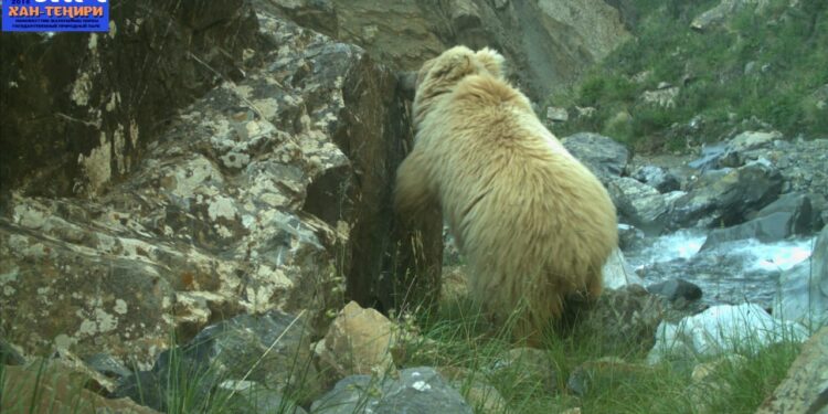 Ысык-Көлдөгү жаратылыш паркында күрөң аюнун саны көбөйдү