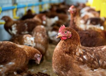 Тооктор кырылып… Казакстандагы айыл 1 айга карантинге жабылды