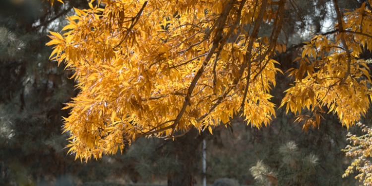 19-октябрга карата өлкөдө күтүлгөн аба ырайы