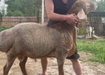 Сузакта 100-200 миң сом турган кочкорлор уурдалган. Шектүүлөр кармалды