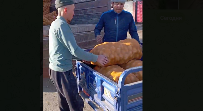 Ат-Башыда муктаждарга жана медреселерге деп арпа, картошка чогултушту (видео)