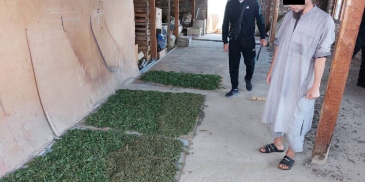 Ысык-Көлдө 9 килограмм баңгизат менен Чүйдүн тургуну кармалды