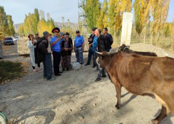 Баткенде Тажикстандын аймагына кирип кеткен мал кайтарылды