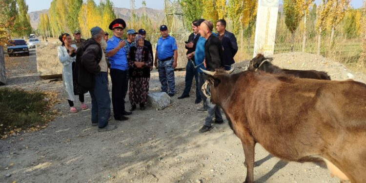 Баткенде Тажикстандын аймагына кирип кеткен мал кайтарылды