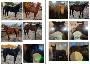 80 миллион сомду чапчыды! Камчы Көлбаевдин 15 баш жылкысынын баасы аныкталды