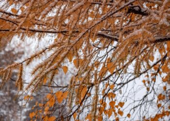 -2° чейин төмөндөйт. Эртең айрым аймактарда үшүк жүрүшү мүмкүн