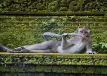 Жапайы жаратылыштагы жаныбарлардын эң күлкүлүү сүрөттөрү жарыяланды