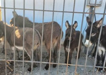 Балыкчыда эшектер камалган сүрөттөр тарады