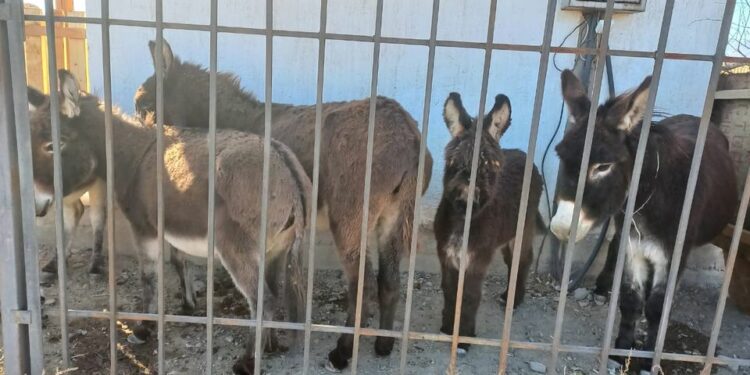 Балыкчыда эшектер камалган сүрөттөр тарады