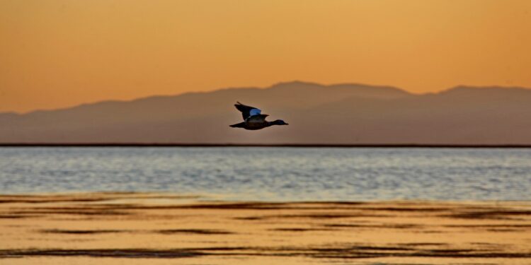 Ысык-Көлдөгү канаттуулардын көз жоосун алган сүрөттөрү