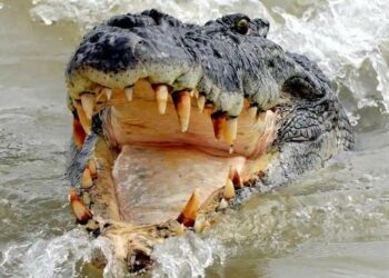 «Мен да тиштедим». Крокодил тиштеген адам кантип аман калганын айтып берди