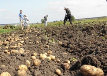 Союз мезгилиндегидей. Депутат ар бир мектепке 5-10 гектар жер бөлүп берүүнү сунуштады