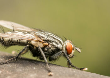 АКШда адамдын ичегисинен тирүү чымын табылды (сүрөт)