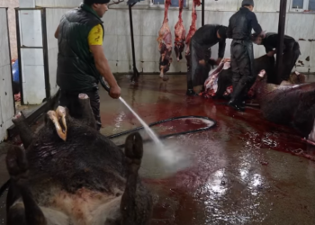 Өлкөдө өз билемдик менен иш жүргүзүп келген 28 мал союучу жай жабылды (видео)