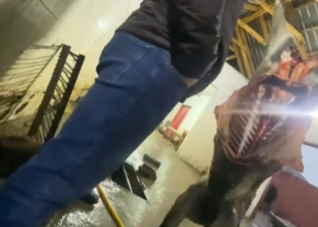 Караколдо өлгөн малды союп жүргөн мал союучу жай жабылды